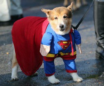 Halloween Superman Dog.jpg